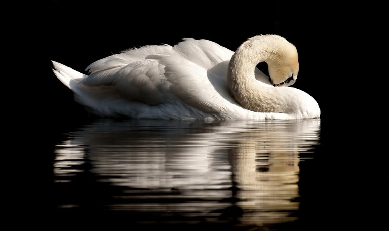 swan-3466606_1920.jpg