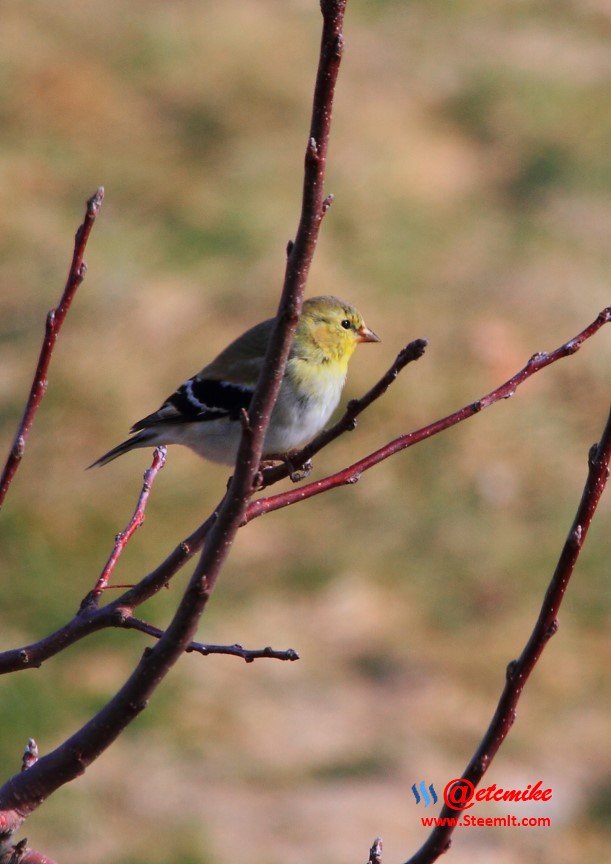 American Goldfinch PFW19-0059.JPG