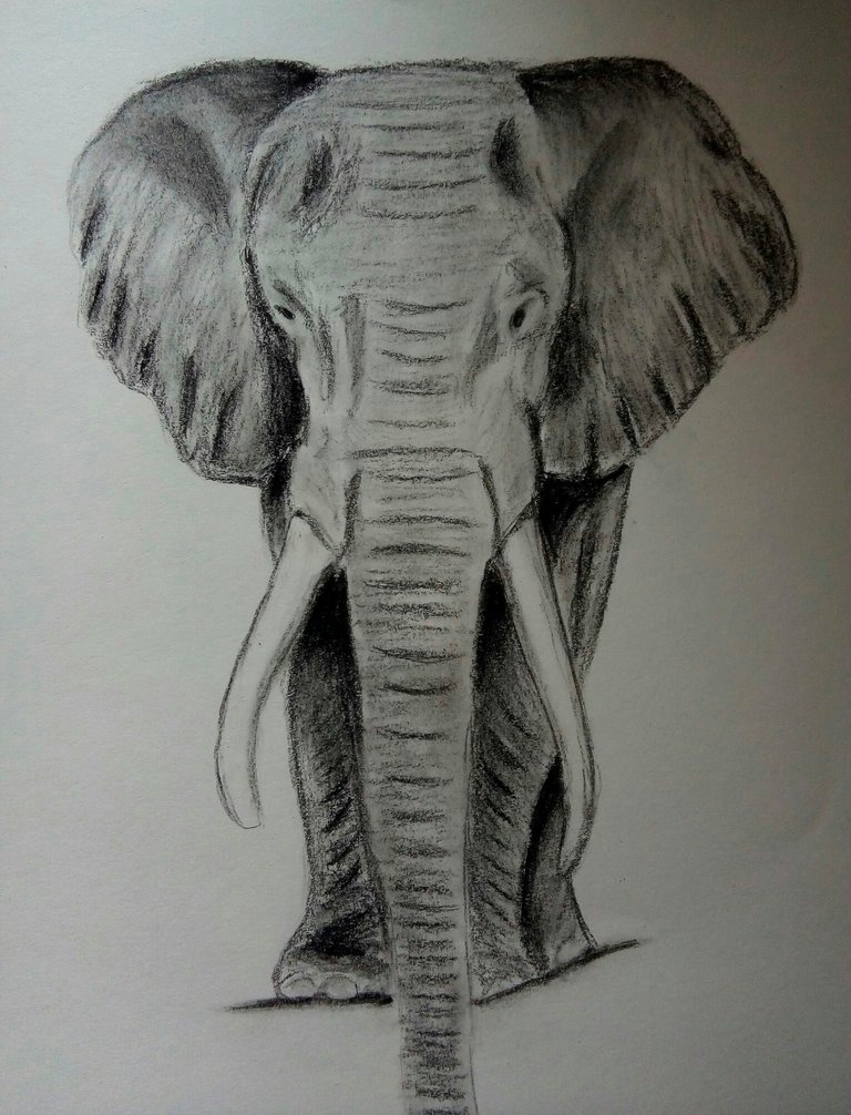 Elefante K5.jpg