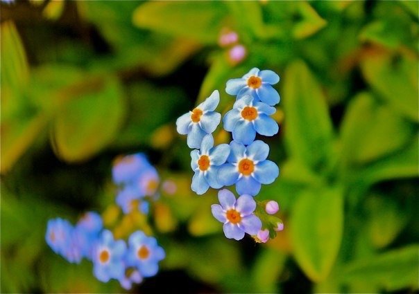 blue-flower.jpg