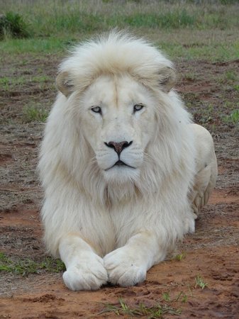 5156140-white-lion-images.jpg