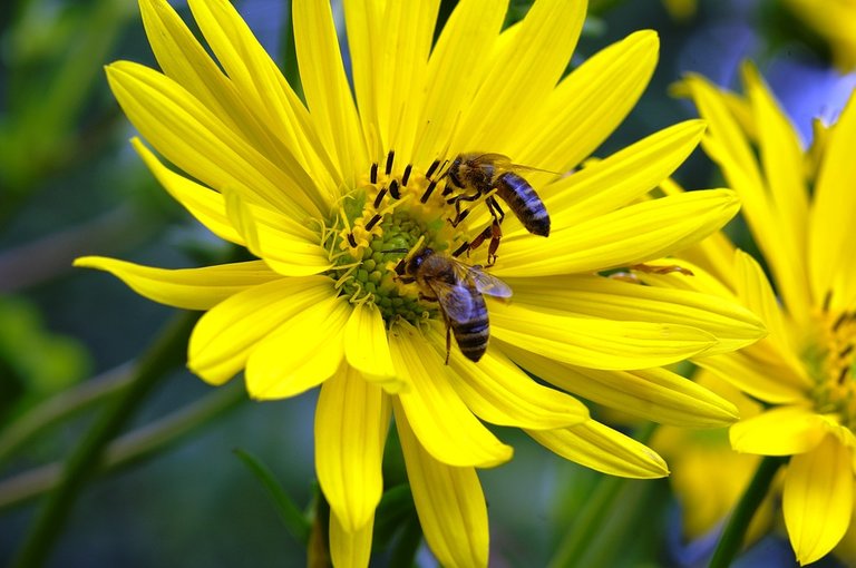 Pollen-Honey-Bees-Collect-Honey-Insect-Flower-2471751.jpg