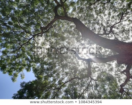 sunlight-shining-through-tree-branches-450w-1084345394.jpg