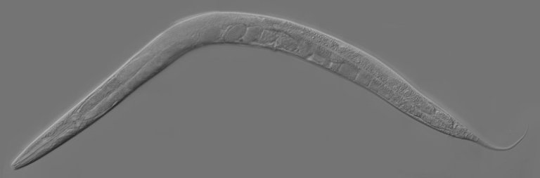 Adult_Caenorhabditis_elegans.jpg