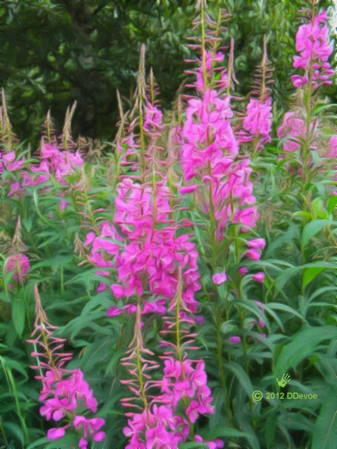 fireweed_enh.jpg