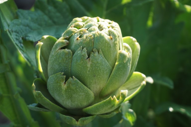 close-up of an artichoke bud