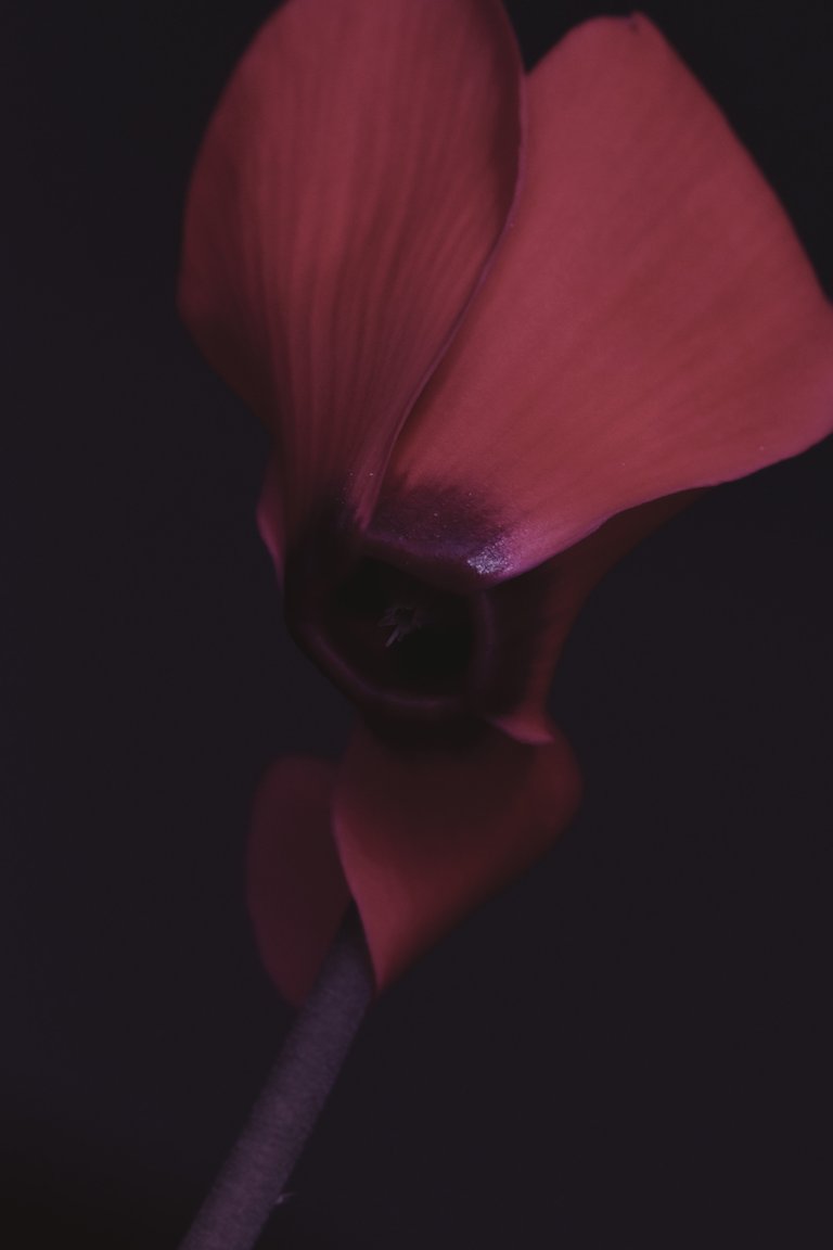 Cyclamen flower 2.jpg