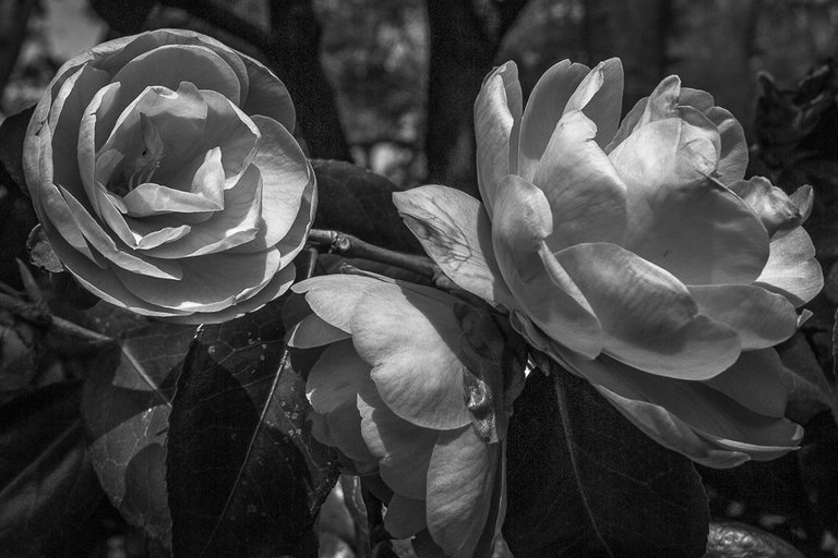 Nijo castle, kyoto, garden camelias 6 bw.jpg