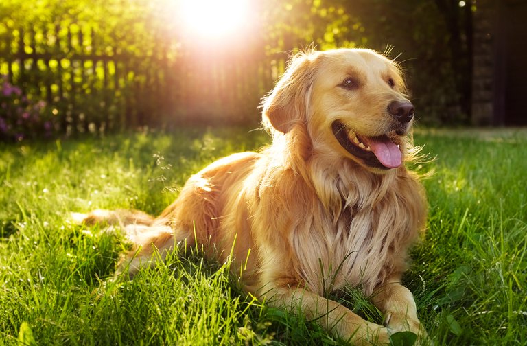 dog-laid-on-grass-on-sunny-day.jpg