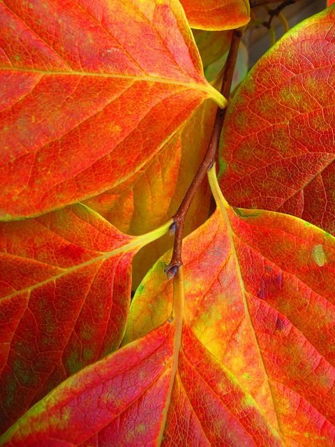 Persimmon tree leaves.jpg