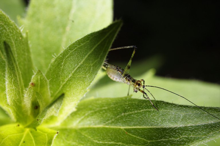 grasshopper-3492755_1920.jpg