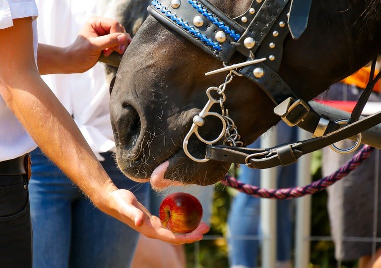 animals-3642848_1280.jpg