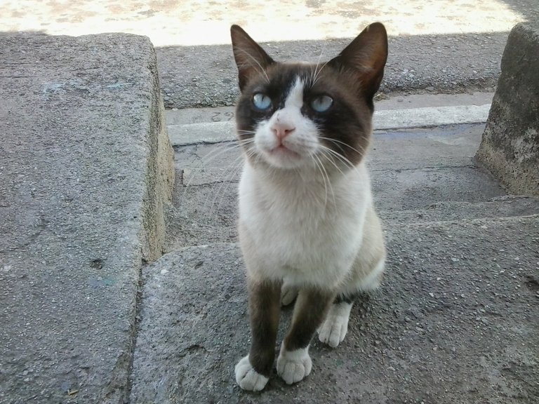 gato00.jpg