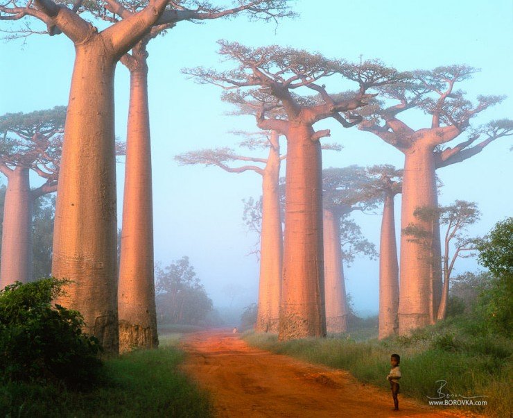 baobabs-Photo-by-Radek-Borovka-740x602.jpg