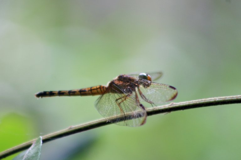 IMG_5269.JPG