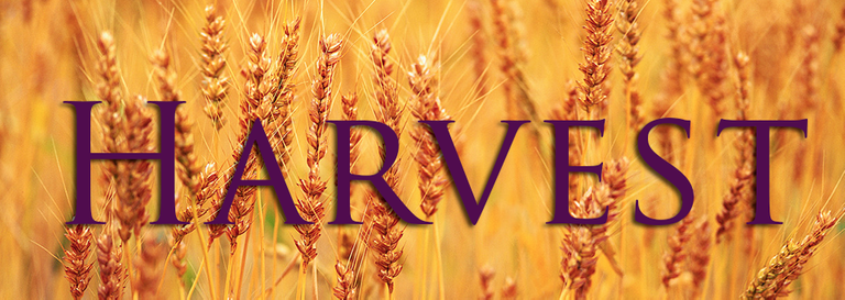 Harvest-banner.png