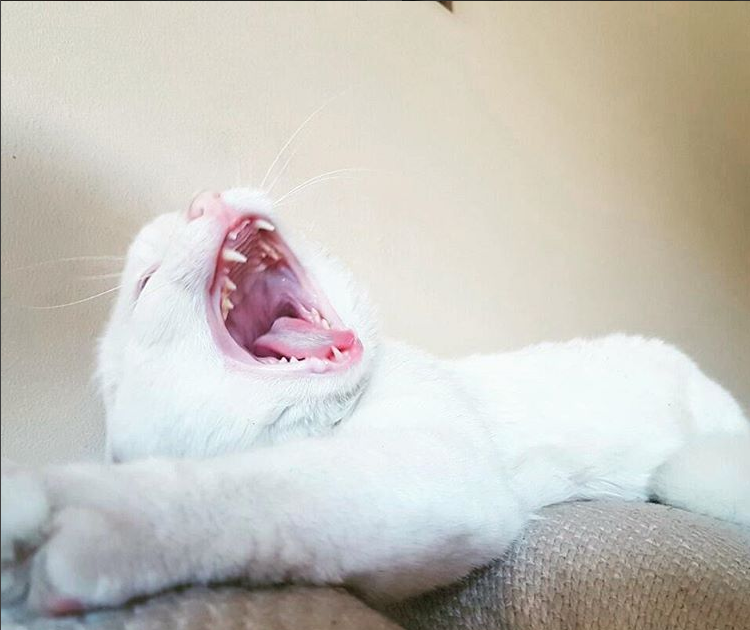 yawn.PNG