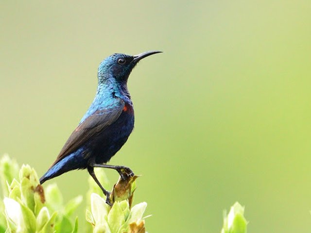 purple sunbird.jpg