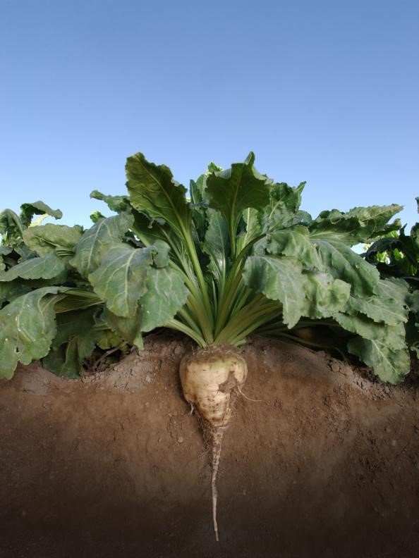 sugar beet Medium.jpeg