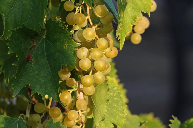 grape-3586314_1280.jpg