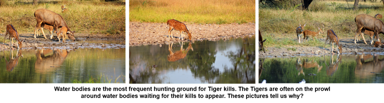 Water bodies and Tiger kill.png