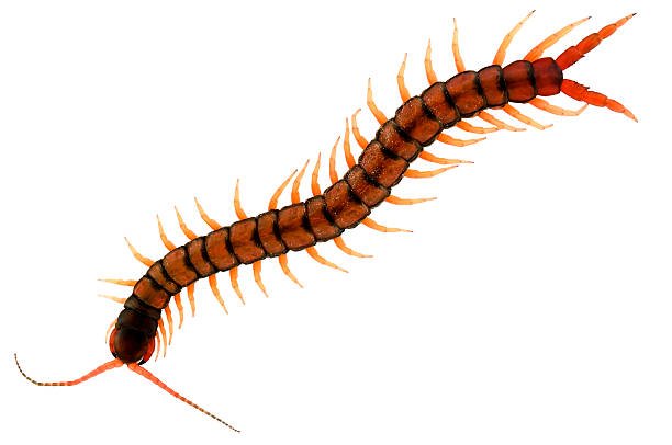 large-garden-centipede-picture-id183525601.jpeg