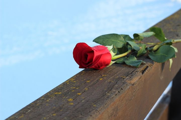 red-rose-on-bridge-fence-3191386__480.jpg