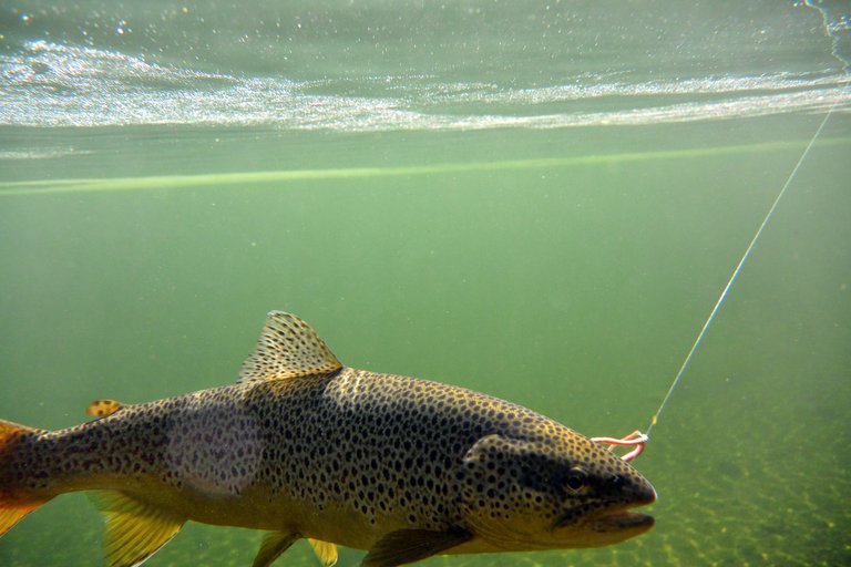 underwater_trout_fishing_norway_fiskingDSC_0426.jpg