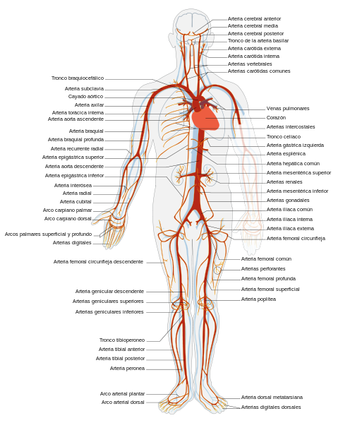 479px-Arterial_System_es_svg.png