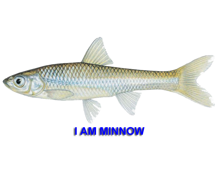 minnow.png