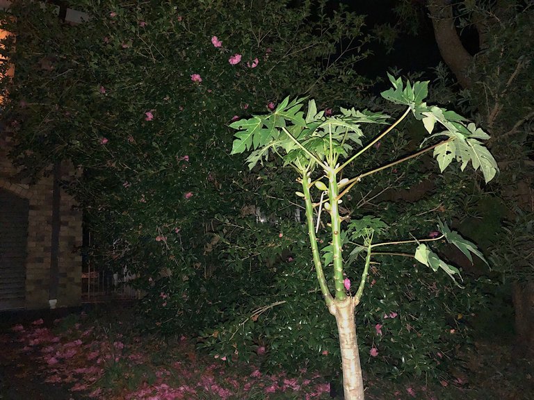 Papaya tree