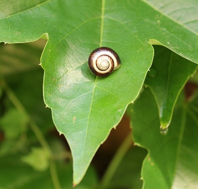snail 4.JPG
