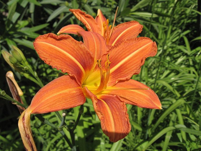 800px-Hemerocallis_fulva_HRM1.jpg