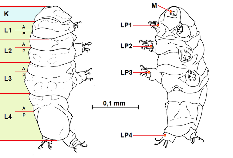 Tardigrada_body_parts.png