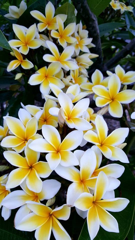 Plumeria-Celadine-1.jpg