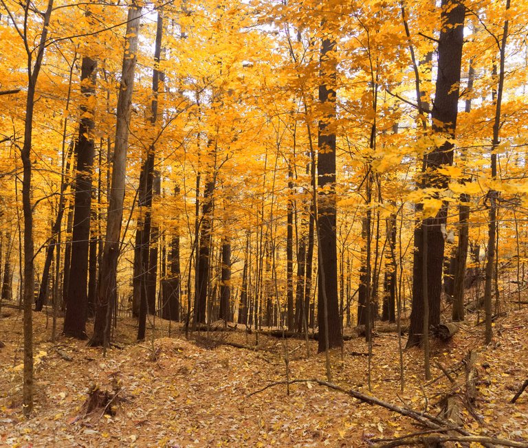 jessicaoutside.com-PA110190-autumn-fall-forest-in-stowe-vermont.jpg