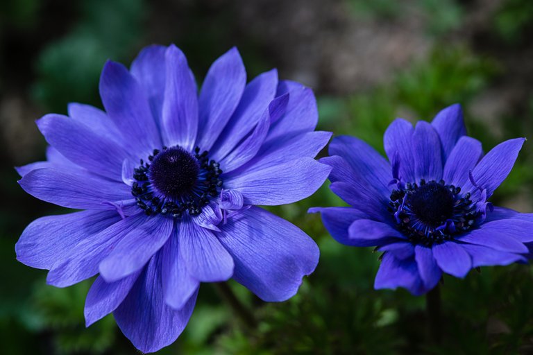 08-04-2018-flowers-jupiter-9-03445.jpg