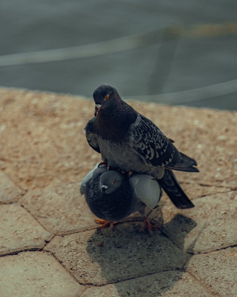 pexels-media-17457986-1691072019448.jpeg