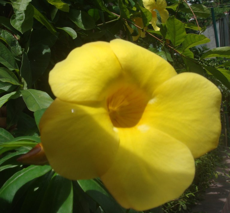 Allamanda2.JPG