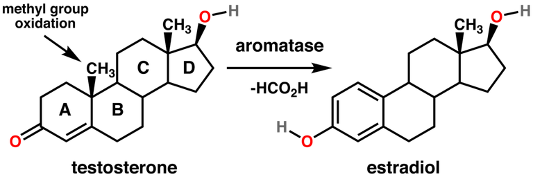 1280px-Testosterone_estradiol_conversion.png