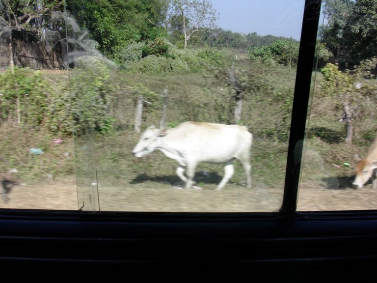 Rindvieh in Laos.JPG