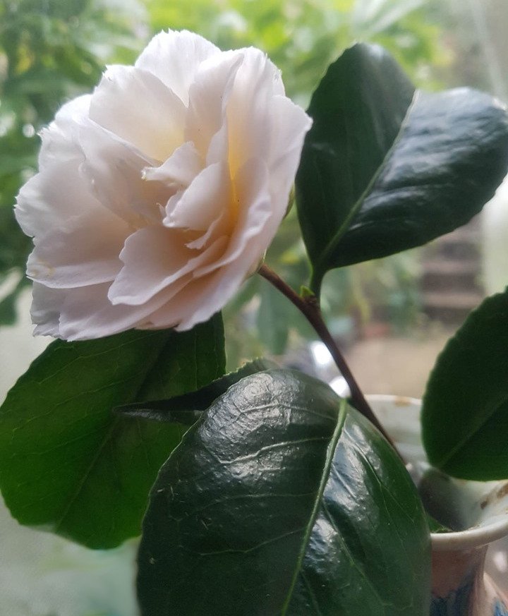 Nicks_White_Camellia.jpg