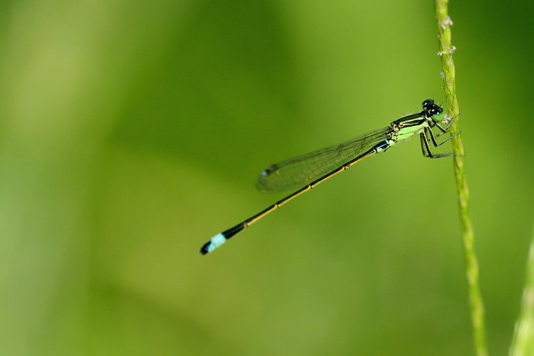 damselfly-.jpg