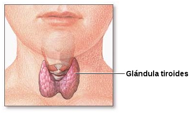 393px-Thyroid_gland-es.svg.png