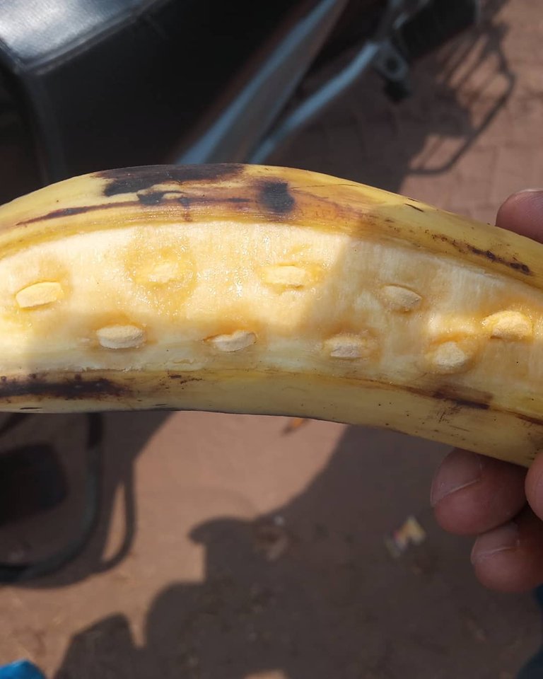 D - Medicines stuffed into bananas, ready to be eaten by the bulls.jpg