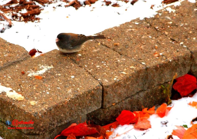 Dark-eyed Junco PFW01-11.JPG