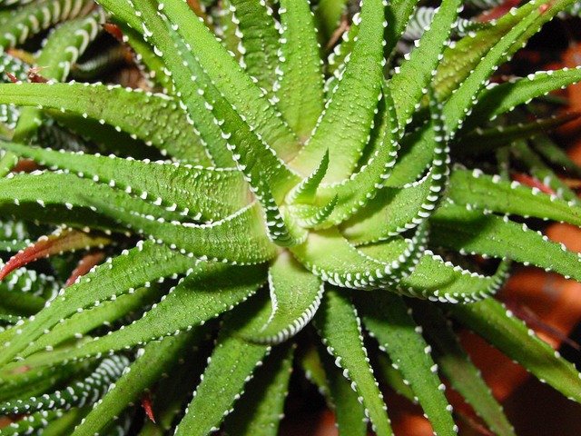 aloe-vera-1045_640.jpg