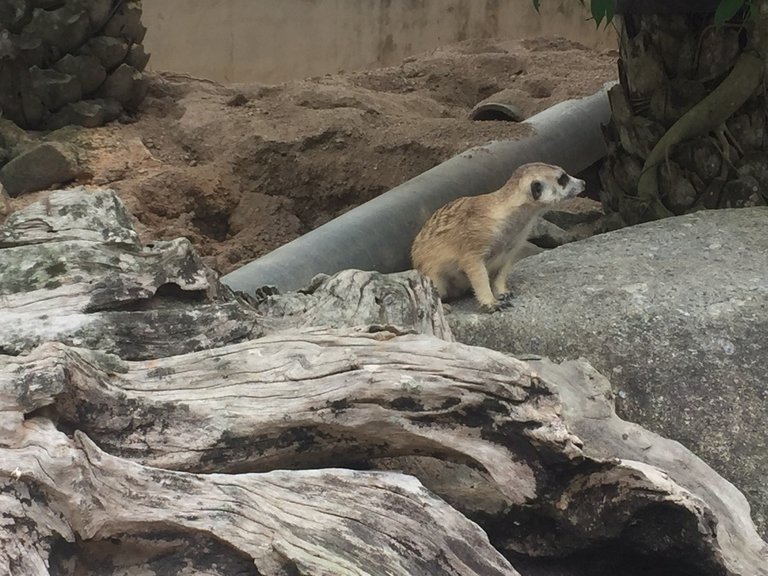 Khao Kheow Open Zoo2.jpg