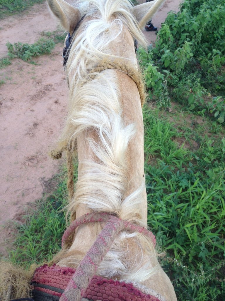 Caballo amarillo.JPG