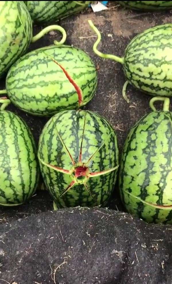 watermelon.jpg